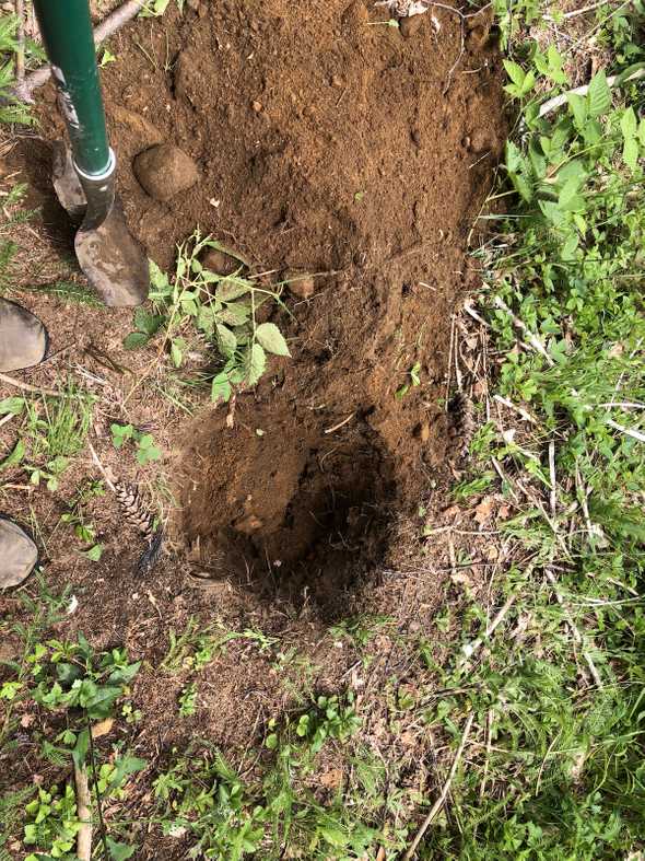 hole for chicken or tree